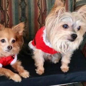 Meet your Posher, Boova